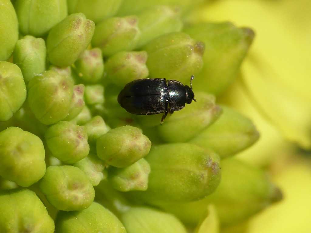 Nitidulidae (su colza?): Brassicogethes aeneus